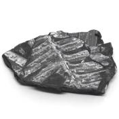 Fern Fossil